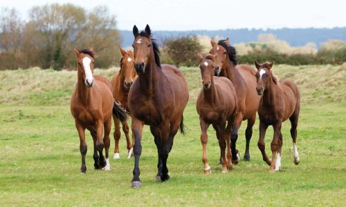 Herd-life
