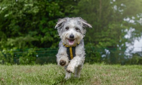 thumper_running_kenilworth_dogstrust